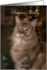 Maine Coon Cat In front of The Christmas Tree card