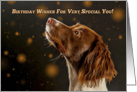 Brown And Cream Springer Spaniel, Birthday Wishes card