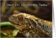Birthday Card With Wild Toad Play On Words, Toaday (today) card