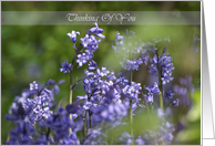 Thinking of you bluebells in the wood card