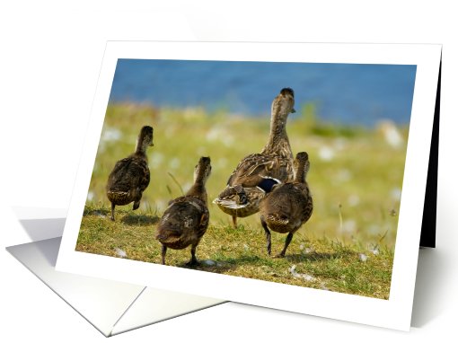 Any Occasion - Note Card - Little Duck Family Off For A Swim card