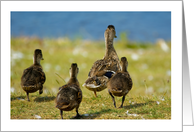 Any Occasion - Note Card - Little Duck Family Off For A Swim card