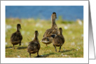 Any Occasion - Note Card - Little Duck Family Off For A Swim card