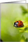 Ladybird On A Horthorn Bush - Spring Ladybird - Blank Any Occasion card
