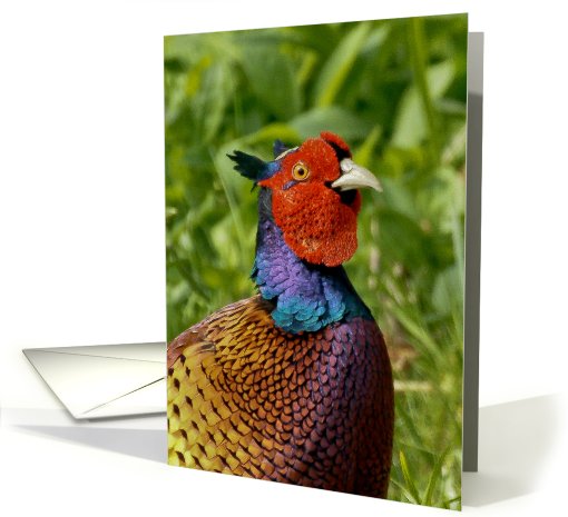 male pheasant displaying his colors - pheasant blank card (800376)