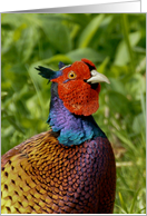 male pheasant displaying his colors - pheasant blank card