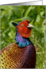 male pheasant displaying his colors - pheasant blank card
