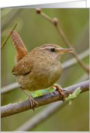 Wren - Jenny Wren Blank Any Occasion - Note Card - Wild Birds card