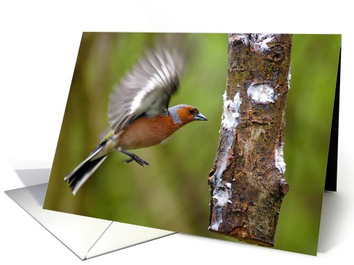 Chaffinch - Blank Any Occasion - Note Card - Wild Birds card (803847)