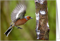 Chaffinch - Blank Any Occasion - Note Card - Wild Birds card