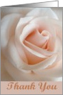 Thank You Pastel Pink Rose card