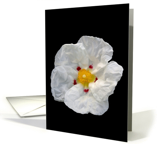 White Flower Man card (380703)