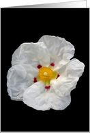 White Flower Man card