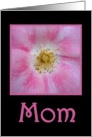 Happy Mother’s Day With Pink Rose card