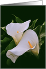 White Calla Lilies for Purity, Holiness, Faithfulness Any Occasion card