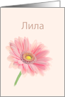 Lila Name Day Bulgarian Cyrillic Pink Gerbera Daisy on Shell Pink card