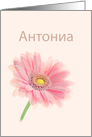 Antonia Name Day Bulgarian Cyrillic Pink Gerbera Daisy on Shell Pink card