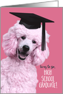 High School Graduation Fun Congratulations Tickled Pink Poodle in Cap card