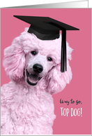 Dog Obedience School Graduation Congrats Pink Poodle card