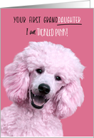 Congratulations Grandmother First Granddaughter Tickled Pink Poodle card