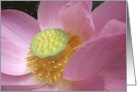 Pink Lotus Flower Close up Any Occasion Blank card