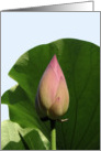 Lotus Single Bud and Leaf card