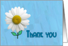 Thank you Card White Daisy on Blue Background card