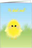 Hi, What’s New? Cute Fluffy Chick to say Hello Blank Inside card