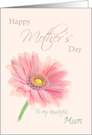 Mum Happy Mother’s Day Pink Gerbera Daisy Pink UK spelling card