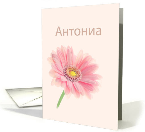 Antonia Name Day Bulgarian Cyrillic Pink Gerbera Daisy on... (1262218)