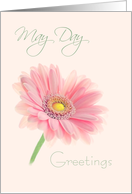 May Day Greetings Pink Gerbera Daisy on Shell Pink card