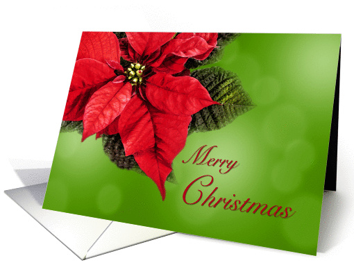 Red Poinsettia Merry Christmas Elegant and Classic card (1406310)