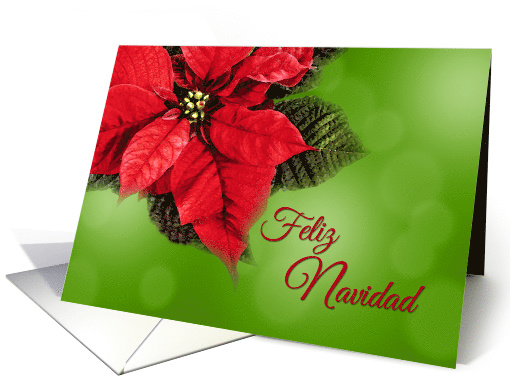 Feliz Navidad Red Poinsettia Spanish Language Christmas Holiday card