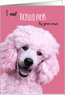 Congratulations to Grandmother New Granddaughter Tickled Pink Poodle card