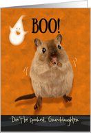 Granddaughter Ghostly Boo Spooked Jumping Gerbil Halloween Custom card