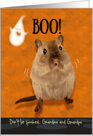 Grandma and Grandpa Ghostly Boo Spooked Gerbil Halloween Custom card