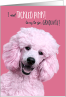 Fun Congratulations Graduation Tickled Pink Poodle card