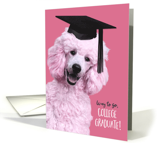 College Graduation Fun Congratulations Tickled Pink Poodle in Cap card