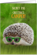 Secret Pal Greetings Camper Summer Camp Hedgehog Cool Sunglasses Vibe card