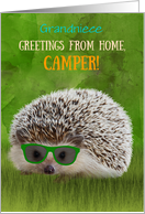 Custom Grandniece Greetings Camper Summer Camp Hedgehog Sunglasses card