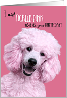 Birthday I am Tickled it’s your Birthday Funny Pink Standard Poodle card