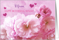 Mum Mothering Sunday Love and Gratitude Pink Cherry Blossoms card