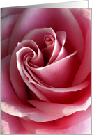 Pink rose love card
