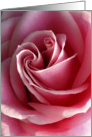 Pink rose love card