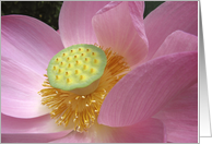 Pink Lotus Flower Close up Any Occasion Blank card