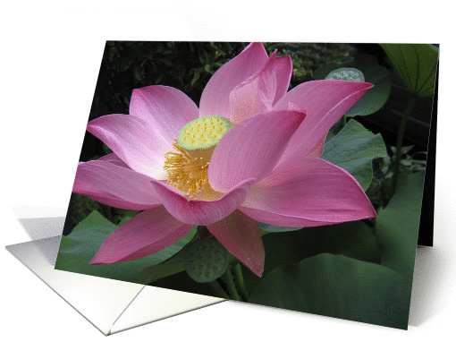 Pink Lotus in garden card (303765)