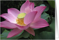 Pink Lotus in garden card