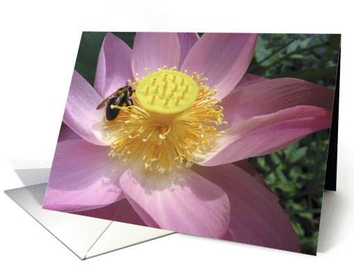 Bee on pink lotus card (303770)