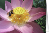 Bee on pink lotus card