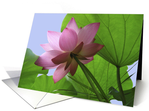 Pink Lotus with leaves card (303788)